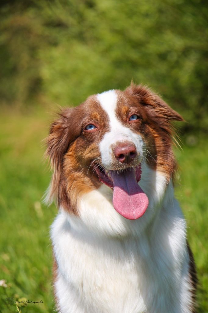 U'accacia dite unah De L'amour De L'arche de Noëlle