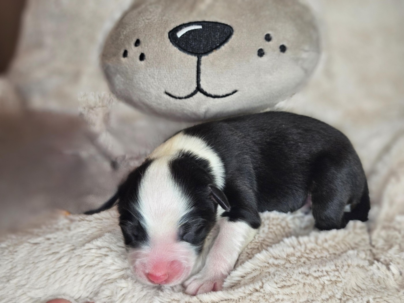 Domaine Des L'Arcs-en-ciel De Birloton - Chiots disponibles - Berger Australien