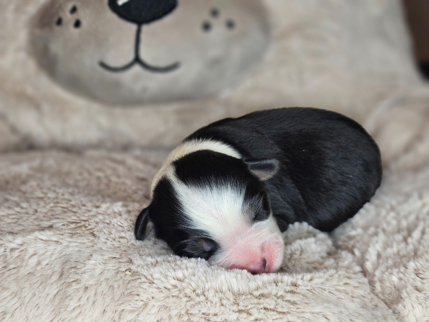 Domaine Des L'Arcs-en-ciel De Birloton - Chiots disponibles - Berger Australien