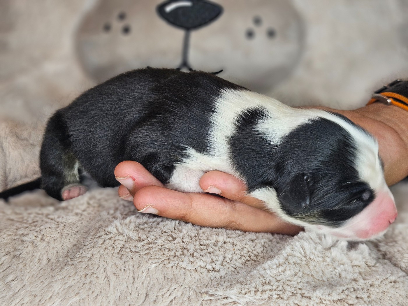 Domaine Des L'Arcs-en-ciel De Birloton - Chiots disponibles - Berger Australien