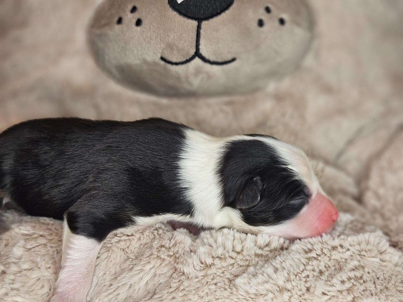 Domaine Des L'Arcs-en-ciel De Birloton - Chiots disponibles - Berger Australien