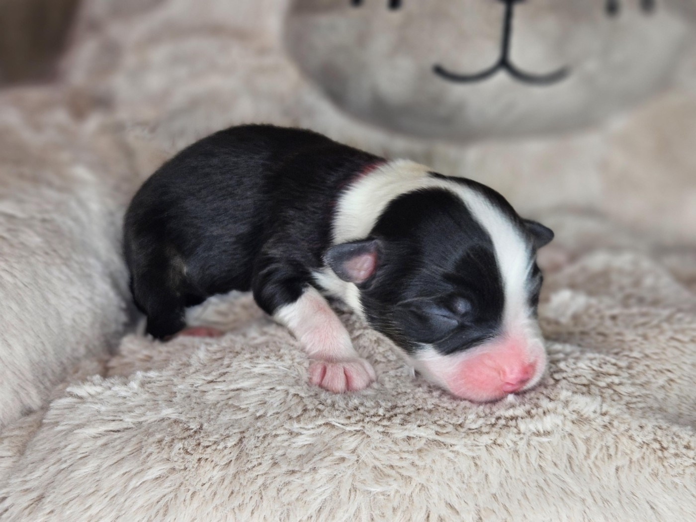 Domaine Des L'Arcs-en-ciel De Birloton - Chiots disponibles - Berger Australien