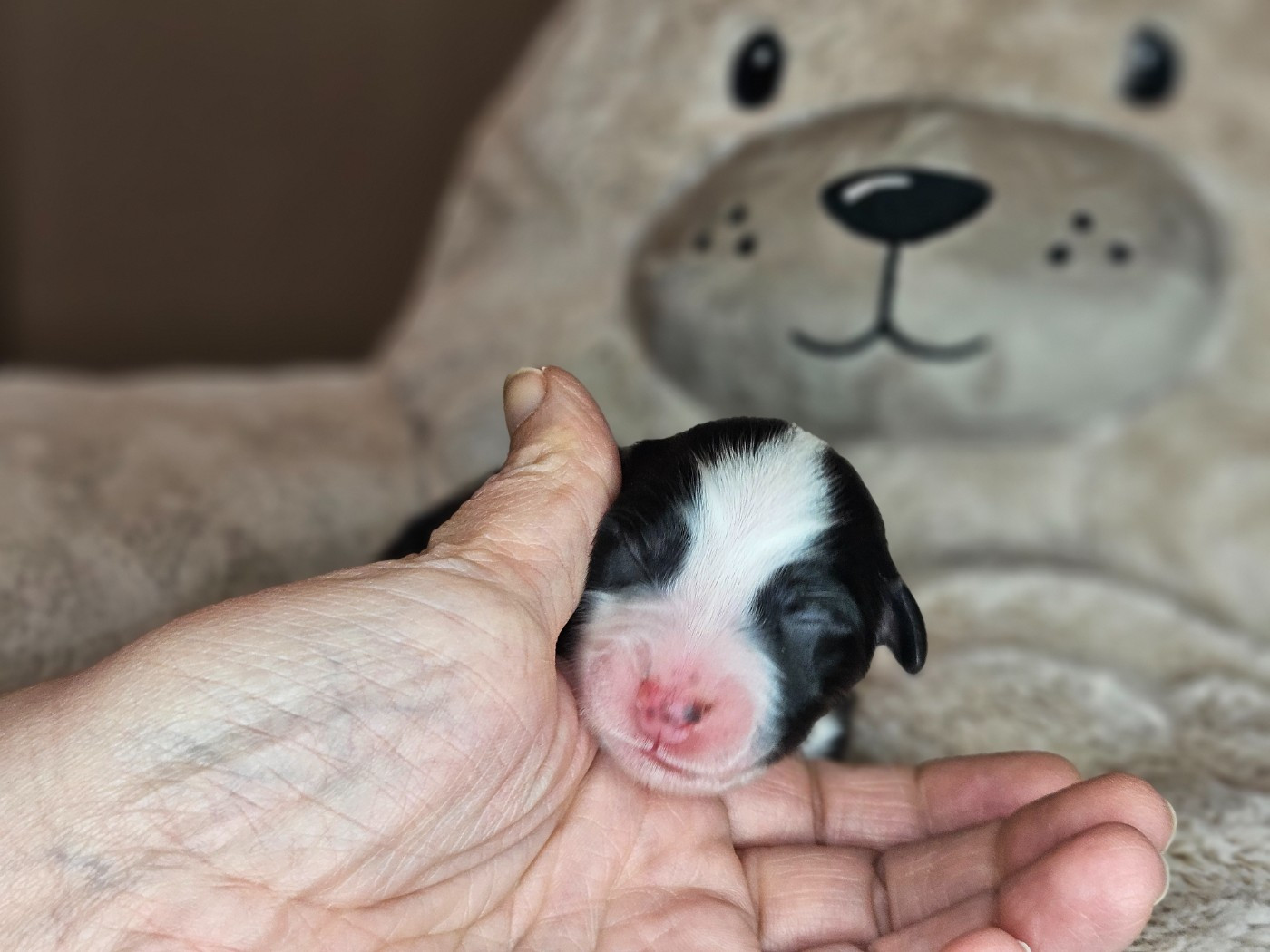 Domaine Des L'Arcs-en-ciel De Birloton - Chiots disponibles - Berger Australien