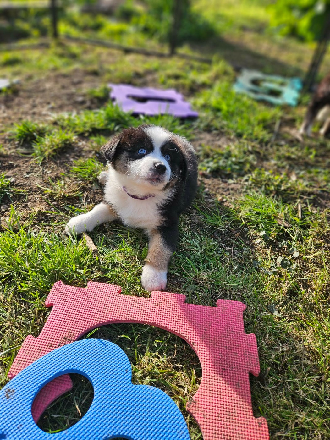 Domaine Des L'Arcs-en-ciel De Birloton - Chiots disponibles - Berger Australien