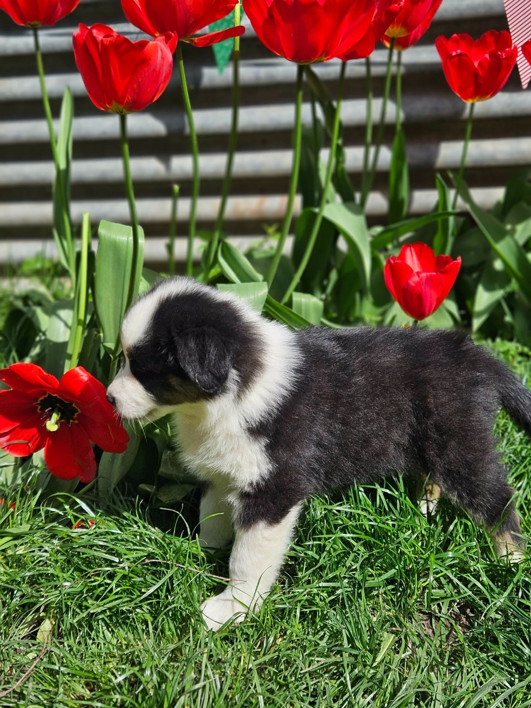 Domaine Des L'Arcs-en-ciel De Birloton - Chiots disponibles - Berger Australien