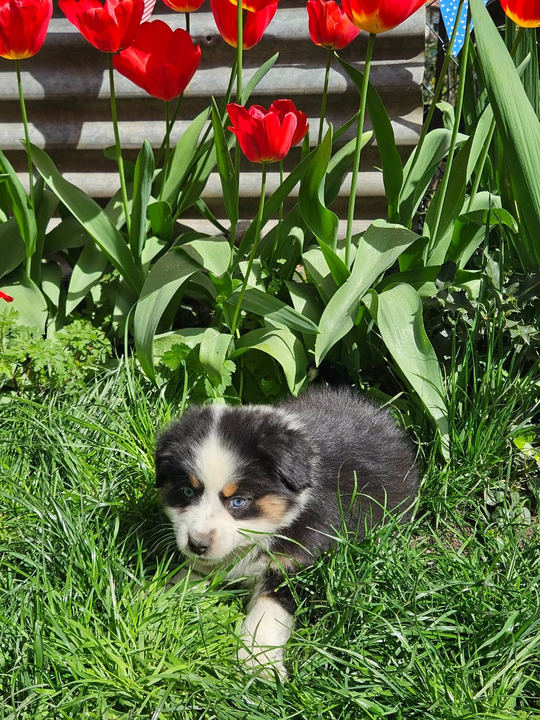 Domaine Des L'Arcs-en-ciel De Birloton - Chiots disponibles - Berger Australien