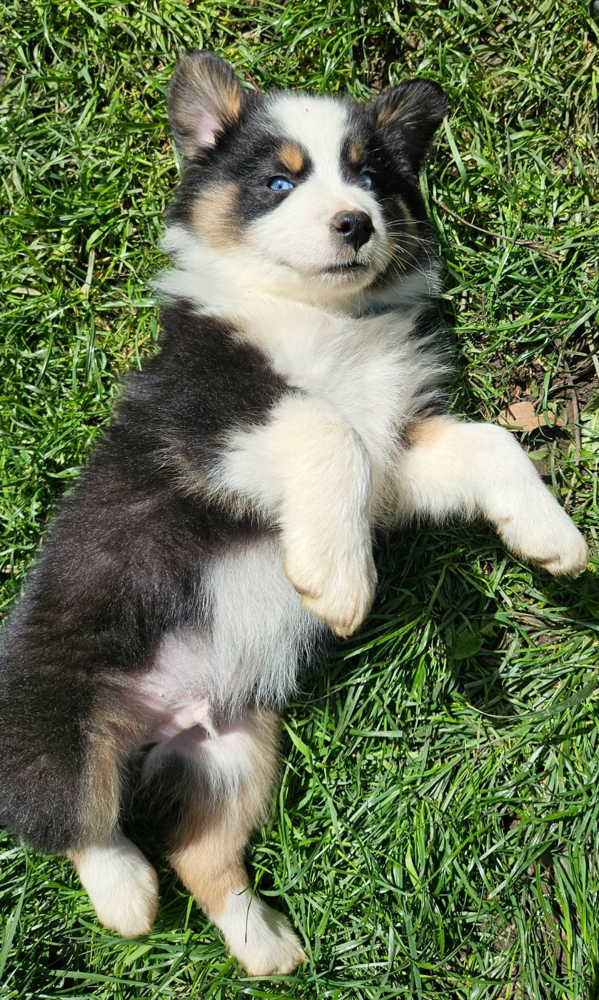 Domaine Des L'Arcs-en-ciel De Birloton - Chiots disponibles - Berger Australien