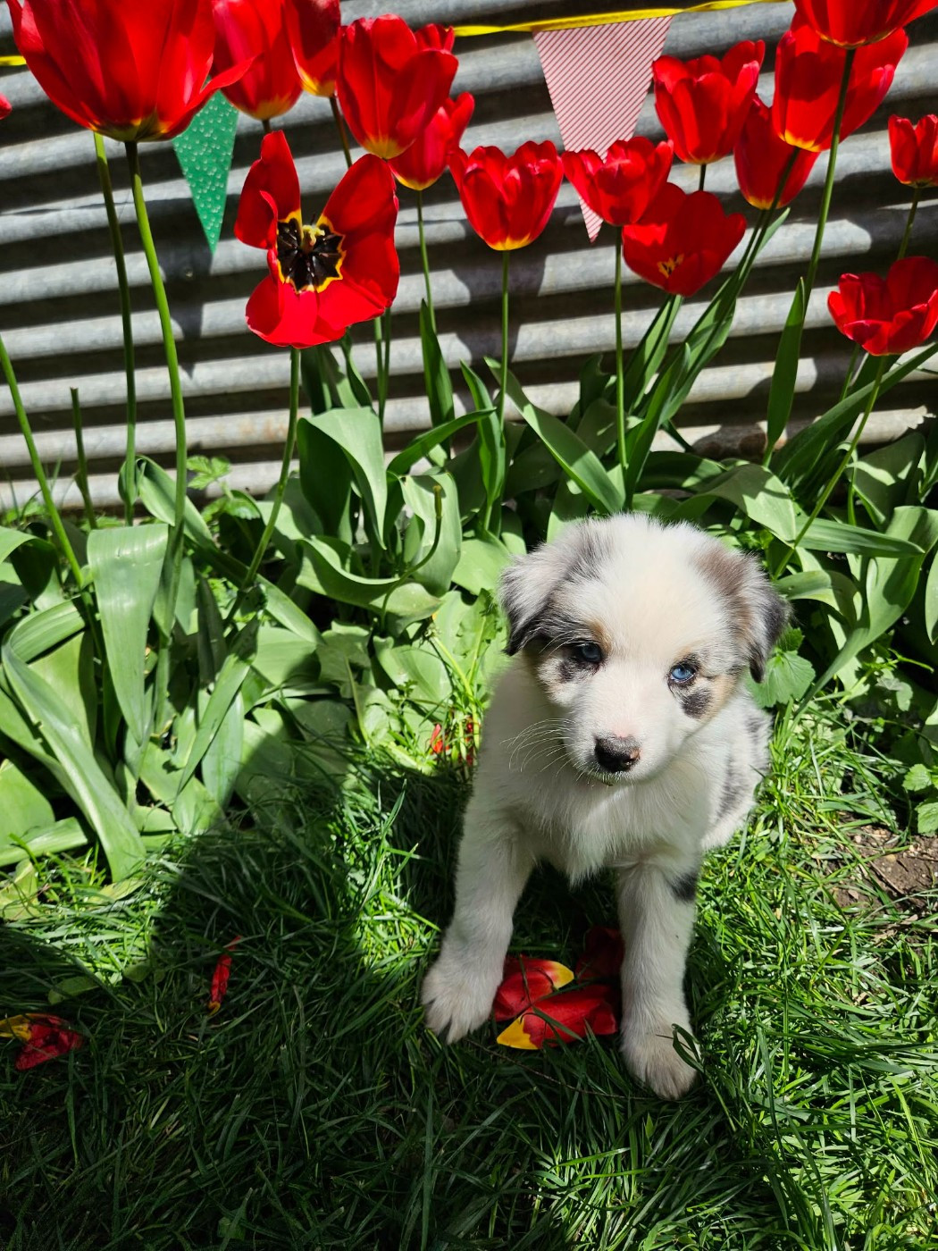 Domaine Des L'Arcs-en-ciel De Birloton - Chiots disponibles - Berger Australien