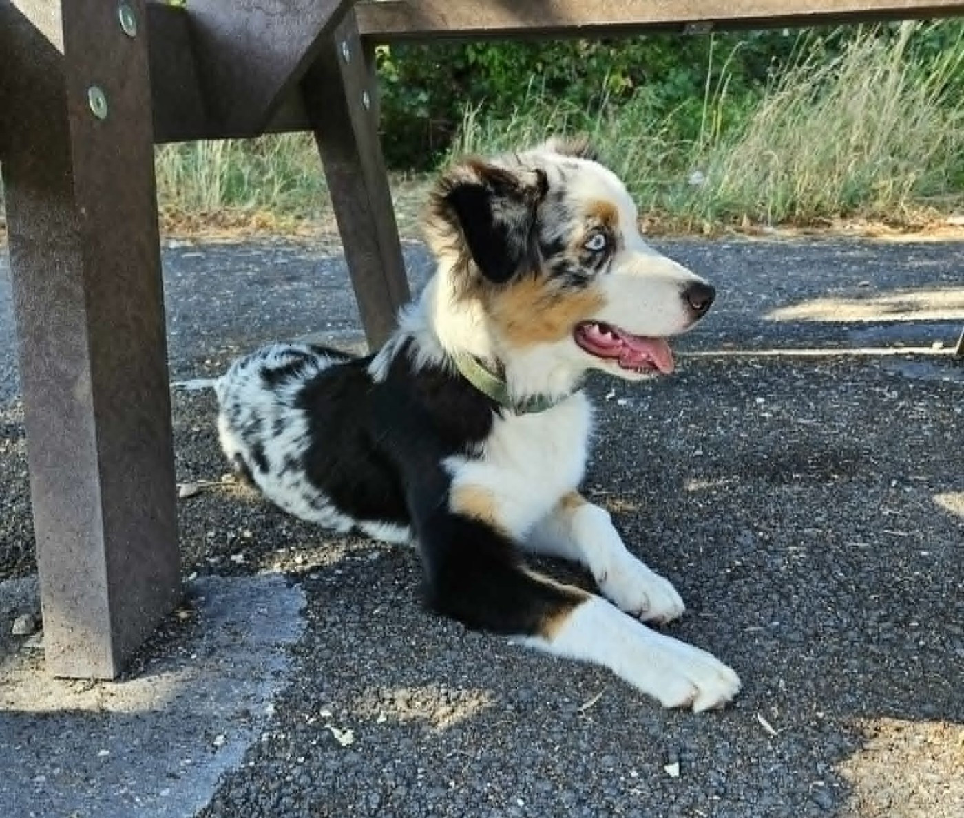 Domaine Des L'Arcs-en-ciel De Birloton - Chiots disponibles - Berger Australien